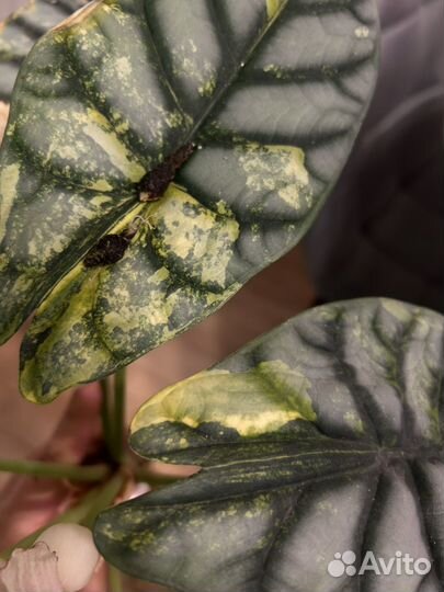 Клубени алоказии Сильвер дракон ауреа