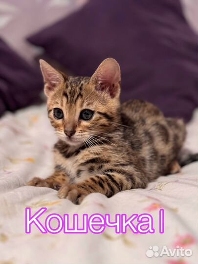 Бенгальские котята кошечки