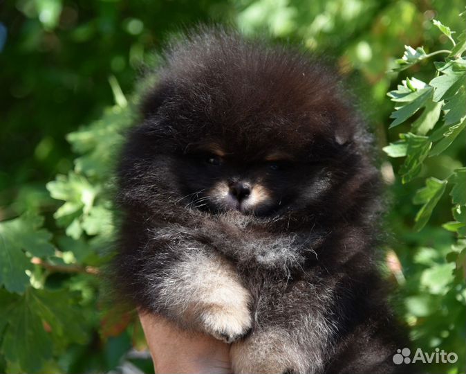 Щенки померанского шпица