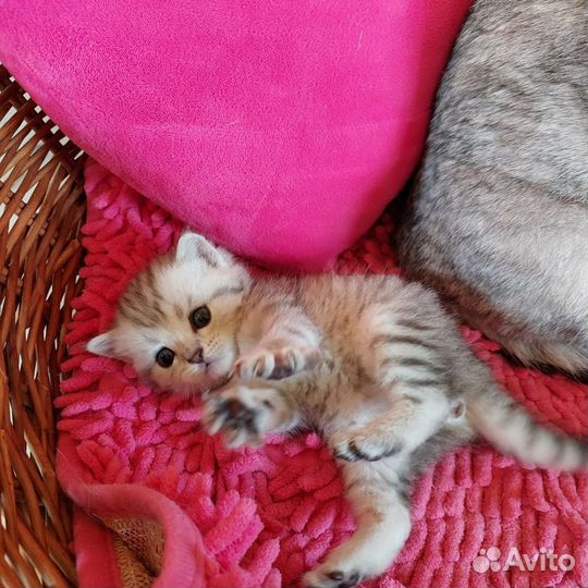 Шотландские вислоухие и прямоухие котята