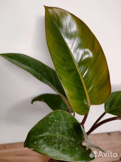 Филодендрон rojo congo