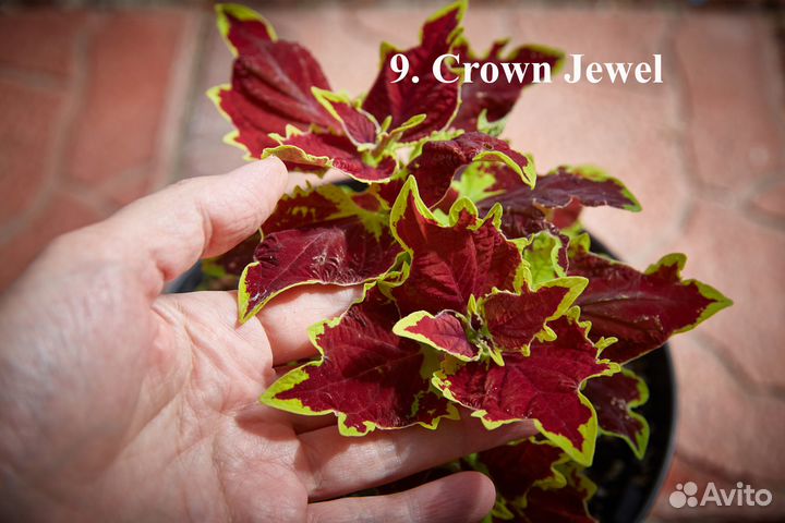 Колеусы 40 сортов