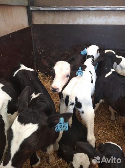 Телята бычки тёлки доставка бесплатная