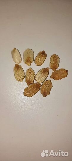 Семена Момордики