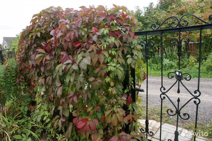 Девичий (дикий) виноград.Центр