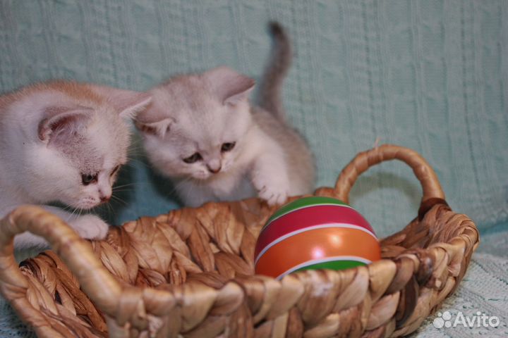 Британская шиншилла