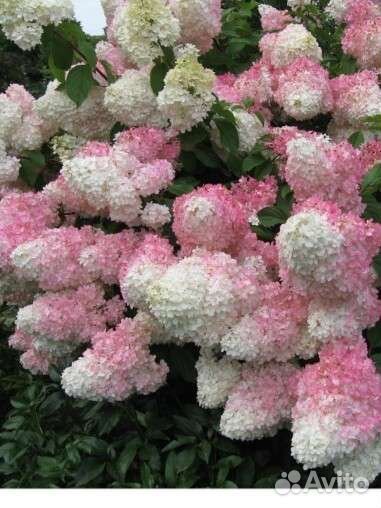 Гортензия ванила фрейз,фантом,литл лайм и др