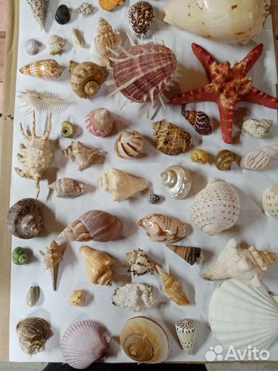 Коллекция морских ракушек