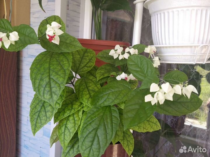 Клеродендрум томпсон