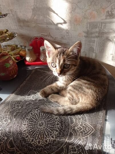 2ве кошечки