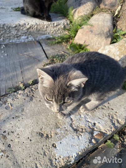 Котик черный