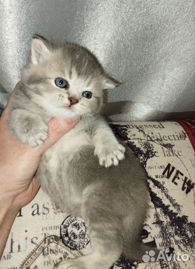 Шотландский мишка