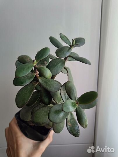 Толстянка денежное дерево