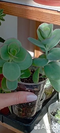 Кактусы суккуленты каменная роза