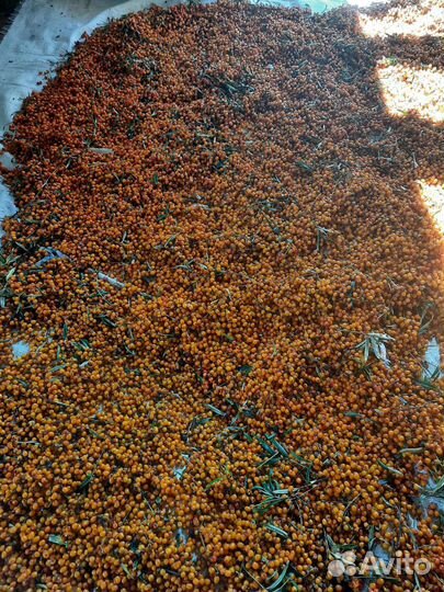 Продам облепиху с листьями