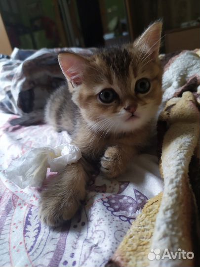 Британский котенок
