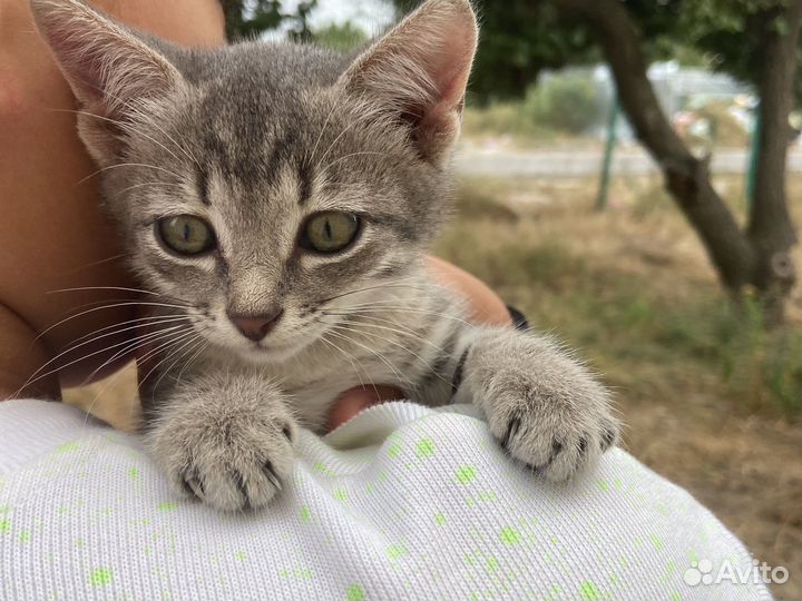 Кошка 1.5 месяц