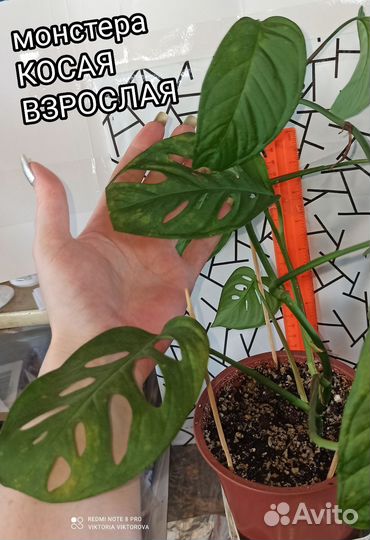 Монстера косая