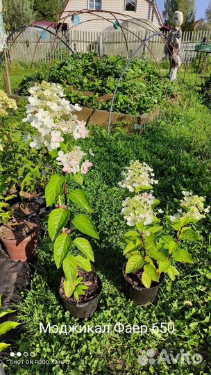 Гортензии м.Кендл, Л.Лайм, Полар Бир, Ванилла и др