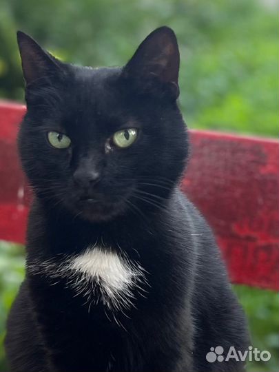 Кошка