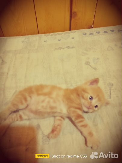 Котята в дар