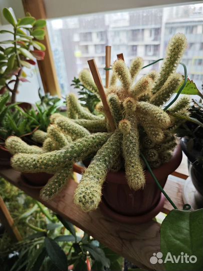 Кактусы и суккуленты