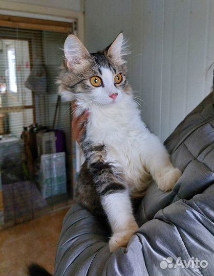 Котёнок Энрике