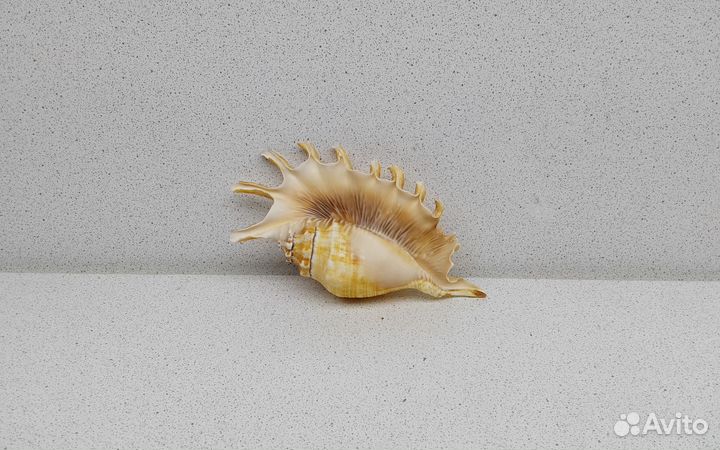 Мелипеда 12,1 см