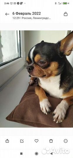 Вязка чихуахуа кобель