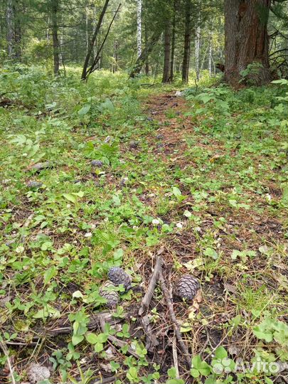 Продам Орех кедровый