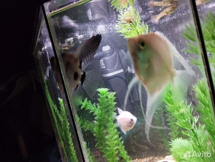 Скалярии и тернеция