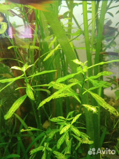 Аквариумные растения