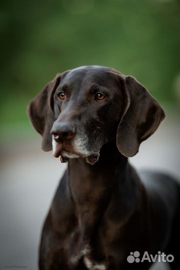 Продажа щенков курцхаар