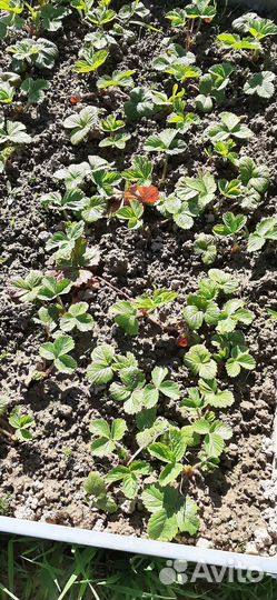 Клубника (Маршал)