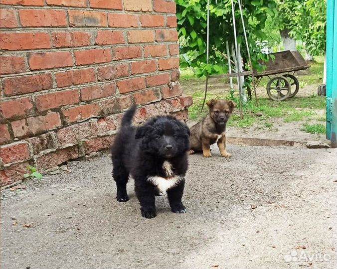 Отдаем щенков