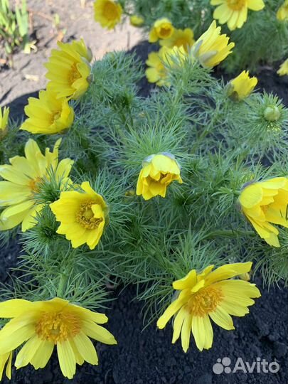 Саженцы цветов дачных