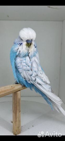 Выстовачные волнистые попугаи ввп-Чехи