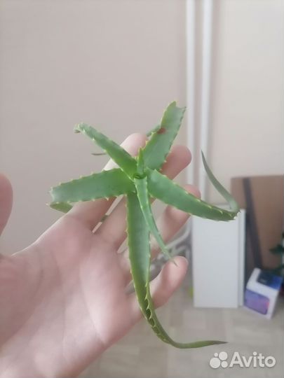 Комнатные растения