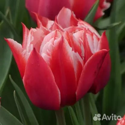 Луковицы Тюльпана Чемпионшип (пионовидный)