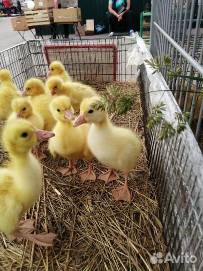 Цыплята. Гусята. Утята. Мулард