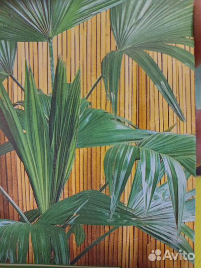 Пальма веерная Вашингтония Нитеносная и Робуста