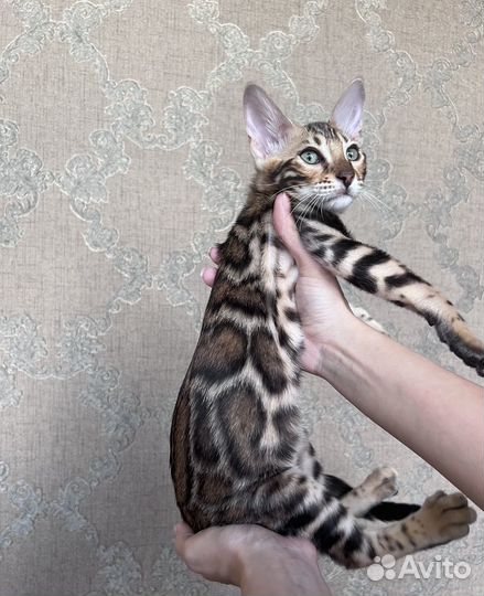 Бенгальская