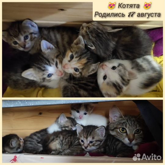 Кошка в дар бесплатно