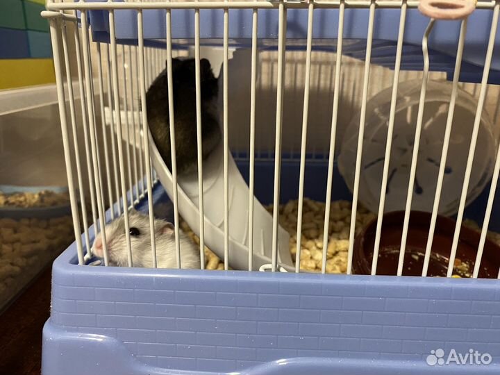 Хомяки джунгарики с новой клеткой