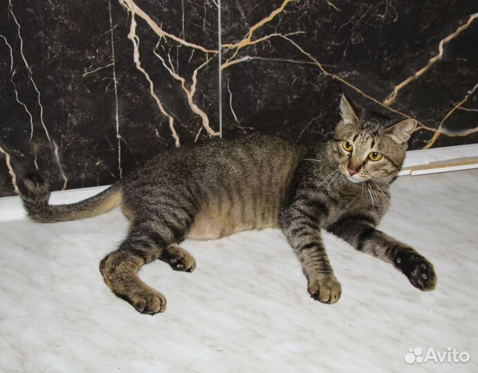 Сема - классный котик-кастрат 10 мес в дар