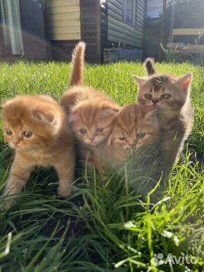 Рыжие котята