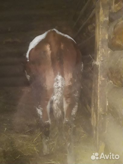 Бычок 7 месяцев