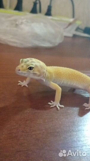 Эублефар самец