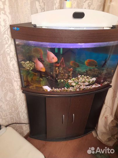 Аквариум с тумбой бу