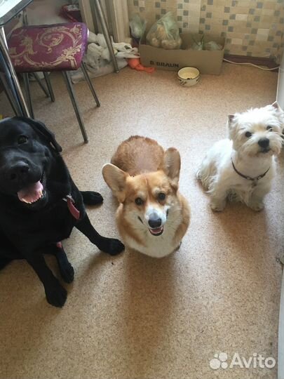 Передержка собак